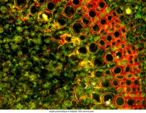 Mikroskop Delta Optical Genetic Pro Trino + akumulator