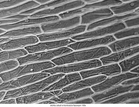 Mikroskop Delta Optical Genetic Pro Trino + akumulator