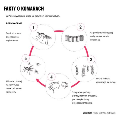 Balsam kojący Mugga na ukąszenia i poparzenia 50 ml