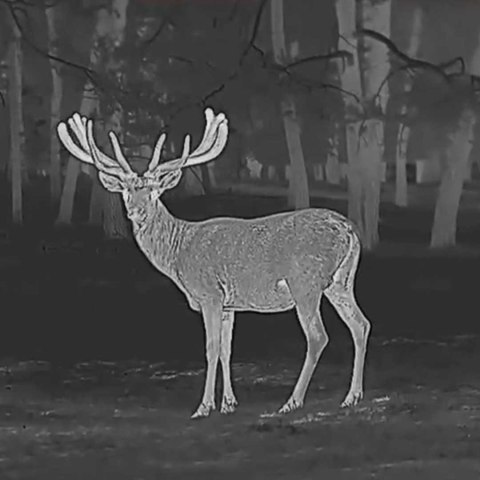 Kamera termowizyjna termowizor HIKMICRO Falcon FQ50