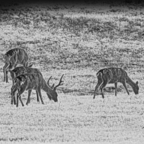 Kamera termowizyjna termowizor HIKMICRO Falcon FQ50