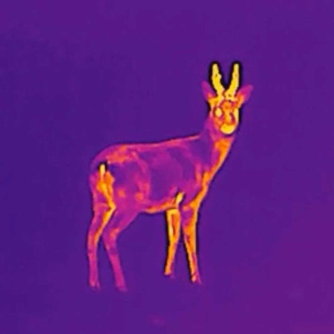 Kamera termowizyjna termowizor HIKMICRO Falcon FQ50