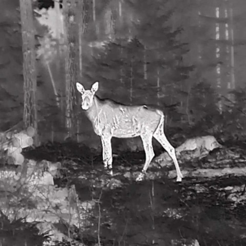 Kamera termowizyjna termowizor HIKMICRO Falcon FQ50