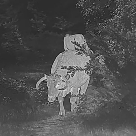 Kamera termowizyjna termowizor HIKMICRO Falcon FQ50