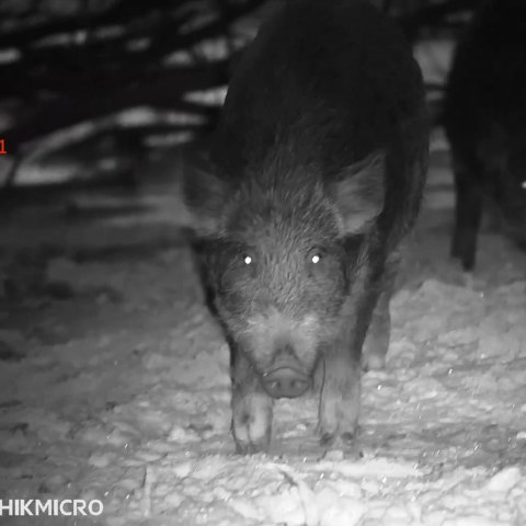 Celownik noktowizyjny noktowizor HIKMICRO Alpex 4K + iluminator laserowy X-hog Pro 850/940 nm